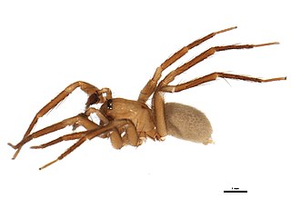 <i>Cicurina pallida</i> Species of spider