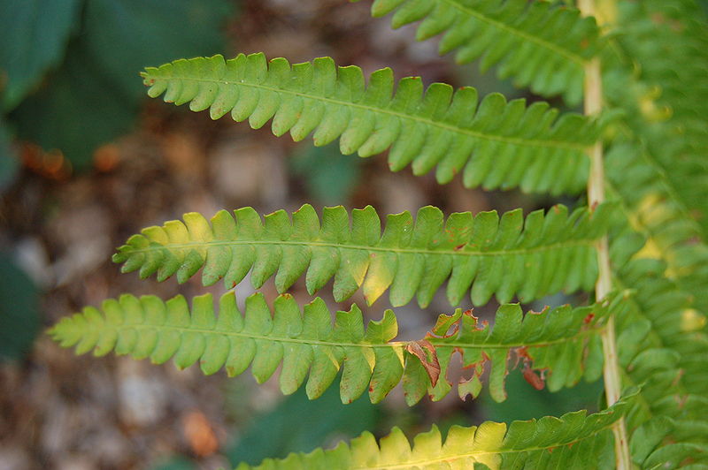 File:Cinnamon Fern Osmunda cinnamomea Closeup 3008px.JPG