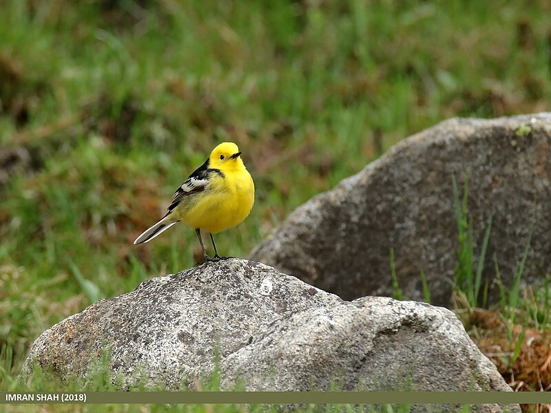 File:Citrine Wagtail (Motacilla citreola).jpg