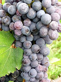 Close up of Nebbiolo cluster in Italy.jpg