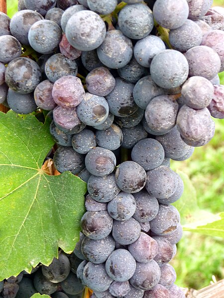 File:Close up of Nebbiolo cluster in Italy.jpg