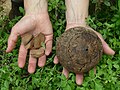 The Bolivia nut seen near Cobija