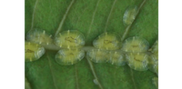 Coccus viridis op Atractocarpus