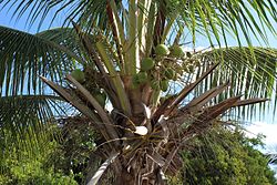 Cocotier portant des noix de coco à différents stades de maturation.