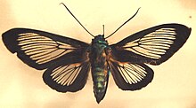 Cocytia durvillei.jpg 