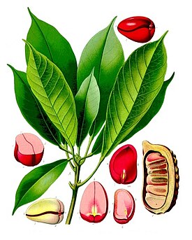 Cola acuminata - Köhlers Medizinal-Pflanzen-190.jpg