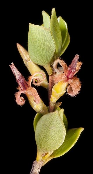 <i>Styphelia coelophylla</i> Species of flowering plant