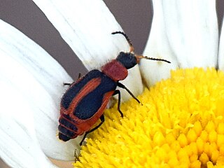 <i>Collops vittatus</i> Species of beetle