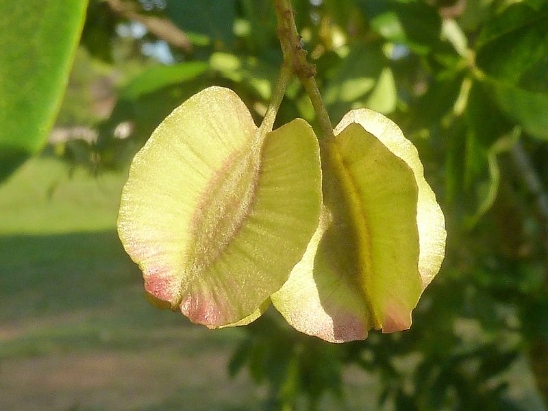 File:Combretum kraussii, samara, Wingatepark-buiteklub, g.jpg