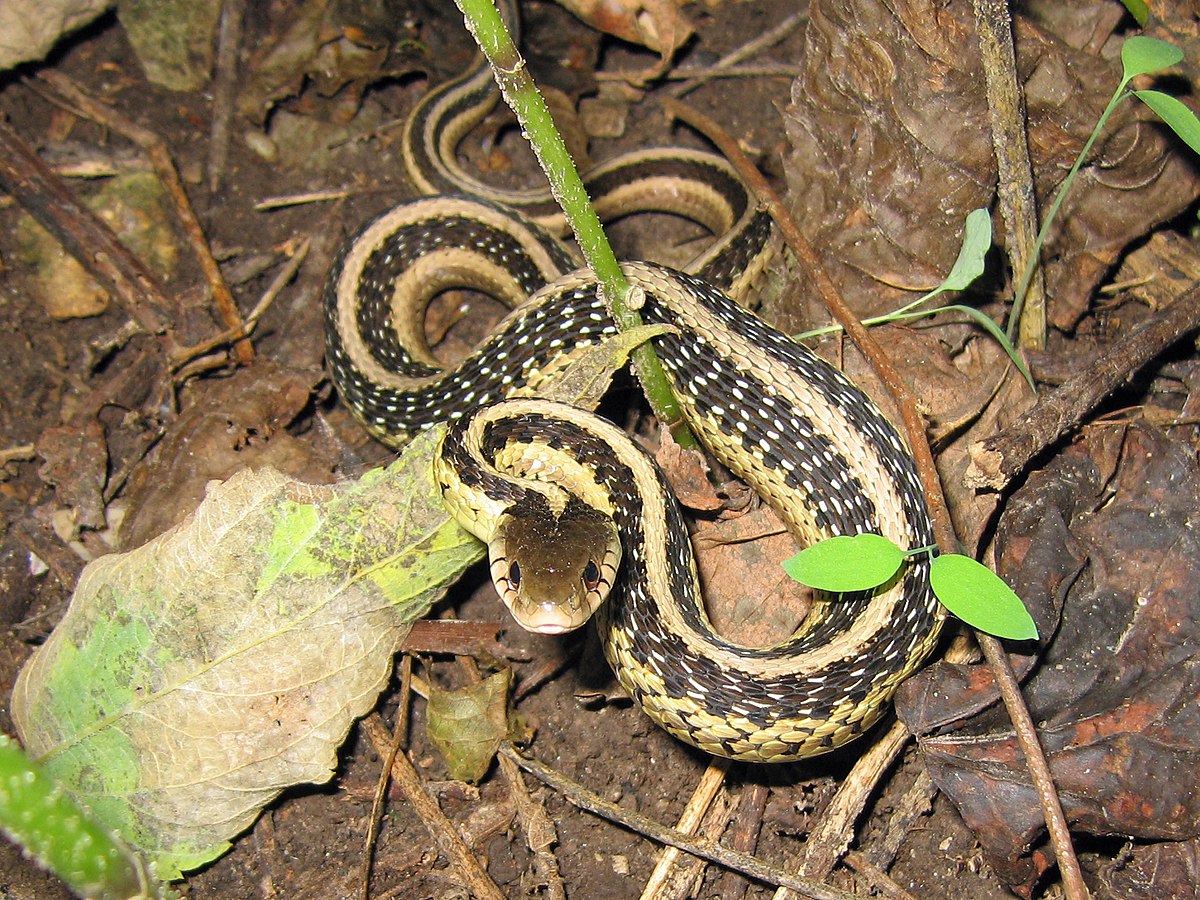 Thamnophis Gigas