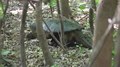 File:Common snapping turtle (Chelydra serpentina).webm