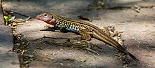 Thumbnail for Texas spotted whiptail