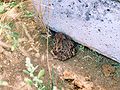 Common toad.jpg