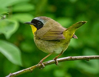 <span class="mw-page-title-main">Common yellowthroat</span> Species of bird