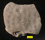 Fossil of the Ordovician bryozoan Constellaria Constellaria polystomella Liberty Formation.jpg