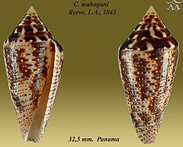 Conus mahogani