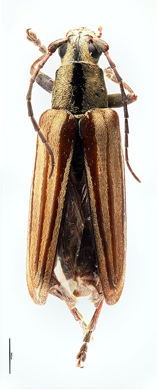 <i>Coptomma marrisi</i> Longicorn beetle native to New Zealand