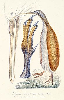 První ilustrace kiviho – kivi je v ní v pozici ve stoje a natažený nahoru, takže spíše připomíná tučňáka