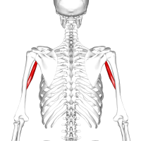 Posterior utsikt