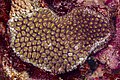 * Nomination Coral (Galaxea fascicularis), Red Sea, Egypt. --Poco a poco 07:11, 30 June 2023 (UTC) * Promotion  Support Good quality. --Radomianin 12:08, 30 June 2023 (UTC)