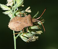 Coreus marginatus.