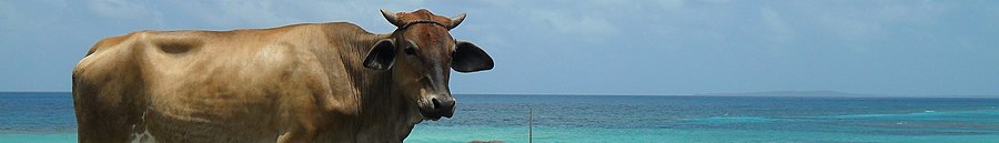 Corn Islands page banner