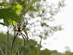 Argiope aurantia Corn Spider.jpg