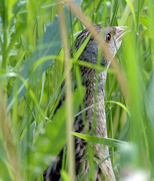 File:Corncrake.jpg