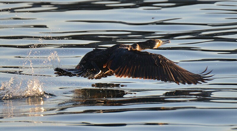 File:Corvo-marinho, Great Cormorant (48986367743).jpg