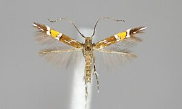 Cosmopterix parietariae