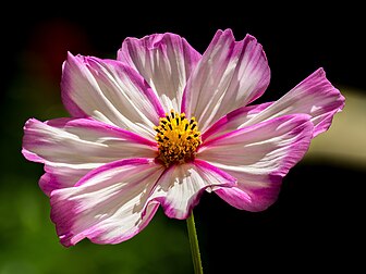 Une fleur de cosmos bipenné. (définition réelle 5 182 × 3 886)