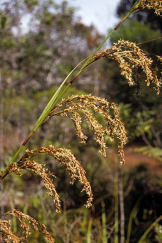 <i>Costularia</i> Genus of grass-like plants