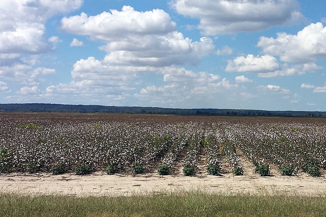 Cotton fields in Poinsett County. This flat, rural landscape is typical of the Arkansas Delta