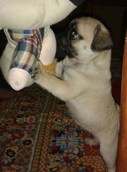 File:Courage the 2 months old pug.jpg