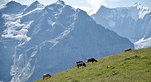 Relief montagneux de Grindelwald, avec vaches. Photo Lucasmacrorieflores