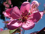 Malus coronaria, or sweet crab apple flower close up