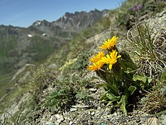 Description de l'image Crepis-rhaetica-Piz-Val-Gronda.jpg.