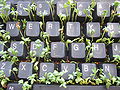 Cress keyboard-3 sprouting top.jpg