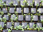 Cress keyboard-3 sprouting top.jpg