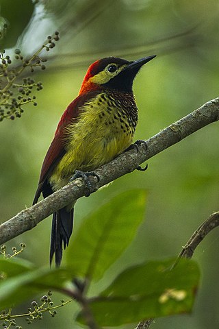 <span class="mw-page-title-main">Crimson-mantled woodpecker</span> Species of bird