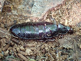 <i>Cryptocercus darwini</i> Species of cockroach