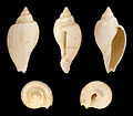 * Nomination Shell of an Eocene gastropod, Cryptochorda stromboides --Llez 04:48, 25 June 2013 (UTC) * Promotion Good quality. --JDP90 13:38, 25 June 2013 (UTC)