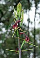 Cryptostylis leptochila