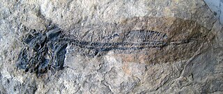 <i>Ctenurella</i> genus of fishes (fossil)