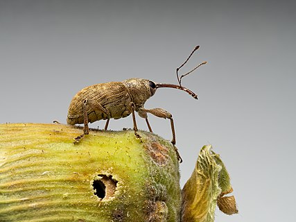 Nut weevil (Curculio nucum) on a hazelnut