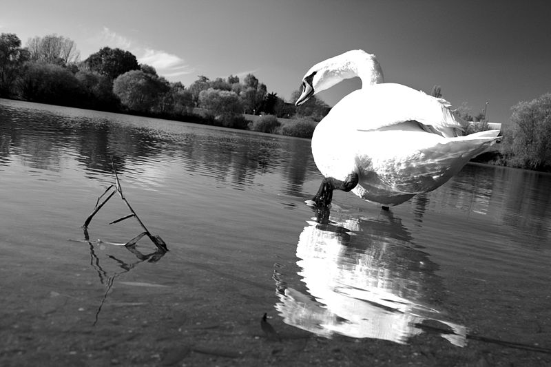 File:Cygne en Symphonie.jpg