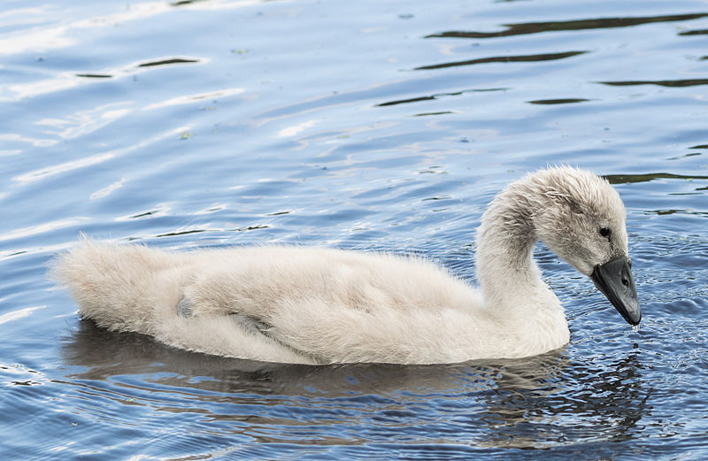 File:Cygnus olor cygnet Hampton Court.jpg