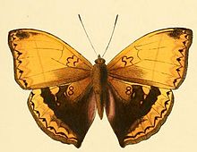 Cymothoe heliada1.JPG