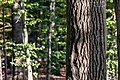 * Nomination Tree in Börnste hamlet, Kirchspiel, Dülmen, North Rhine-Westphalia, Germany --XRay 04:36, 16 November 2021 (UTC) * Promotion  Support Good quality -- Johann Jaritz 04:45, 16 November 2021 (UTC)