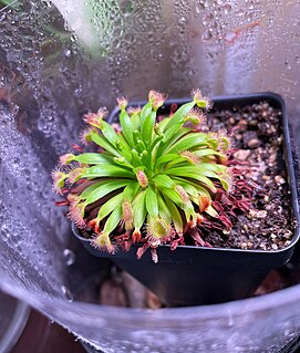 <i>Drosera fulva</i> Species of carnivorous plant